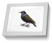 Framed Print Starling Bird Painting Art Print