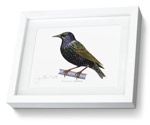 Framed Starling Print Bird Painting Art Print