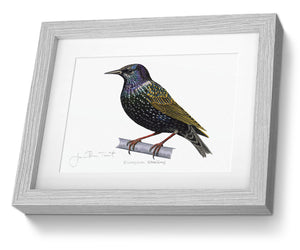 Starling Framed Print Bird Painting Art Print
