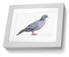 Framed Print Stock Dove Bird Painting Art Print