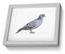 Stock Dove Framed Print Bird Painting Art Print