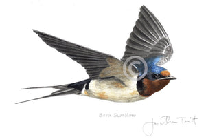 Swallow Bird Painting Art Print