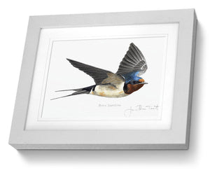 Framed Print Swallow Bird Painting Art Print