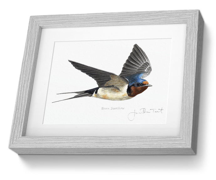 Swallow Framed Print Bird Painting Art Print