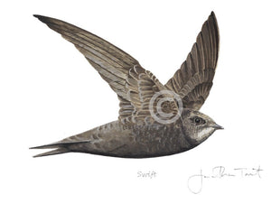 Swift Bird Painting Art Print