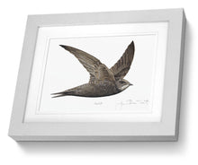 Framed Print Swift Bird Painting Art Print