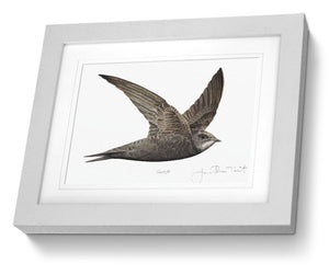 Framed Print Swift Bird Painting Art Print