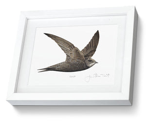 Framed Swift Print Bird Painting Art Print