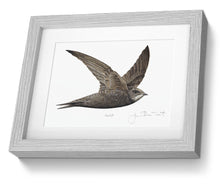 Swift Framed Print Bird Painting Art Print