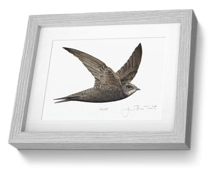 Swift Framed Print Bird Painting Art Print