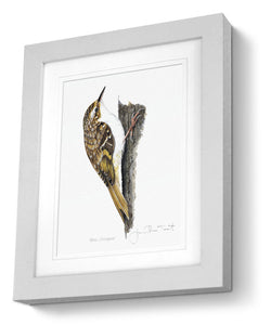 Framed Print Tree Creeper Bird Painting Art Print