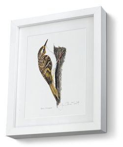 Framed Tree Creeper Print Bird Painting Art Print