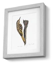 Tree Creeper Framed Print Bird Painting Art Print