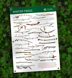 How to Identify Winter Twigs Identification Outdoor Banner A1