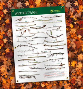 How to identify winter twigs waterproof outdoor poster banner