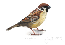 Tree Sparrow Bird Painting Art Print