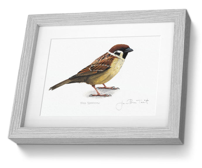 Tree Sparrow Framed Print Bird Painting Art Print