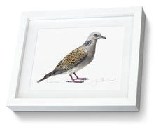 Framed Turtle Dove Print Bird Painting Art Print