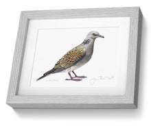 Turtle Dove Framed Print Bird Painting Art Print