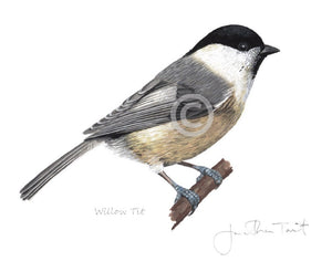 Willow Tit Bird Painting Art Print