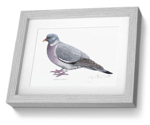 Wood Pigeon Framed Print Bird Painting Art Print