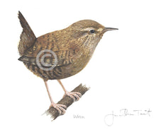 Wren Bird Painting Art Print