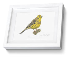 Framed Yellowhammer Print Bird Painting Art Print