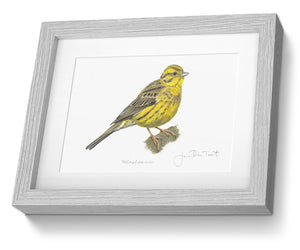 Yellowhammer Framed Print Bird Painting Art Print